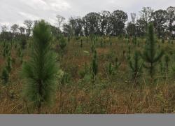 Bringing back the longleaf pine