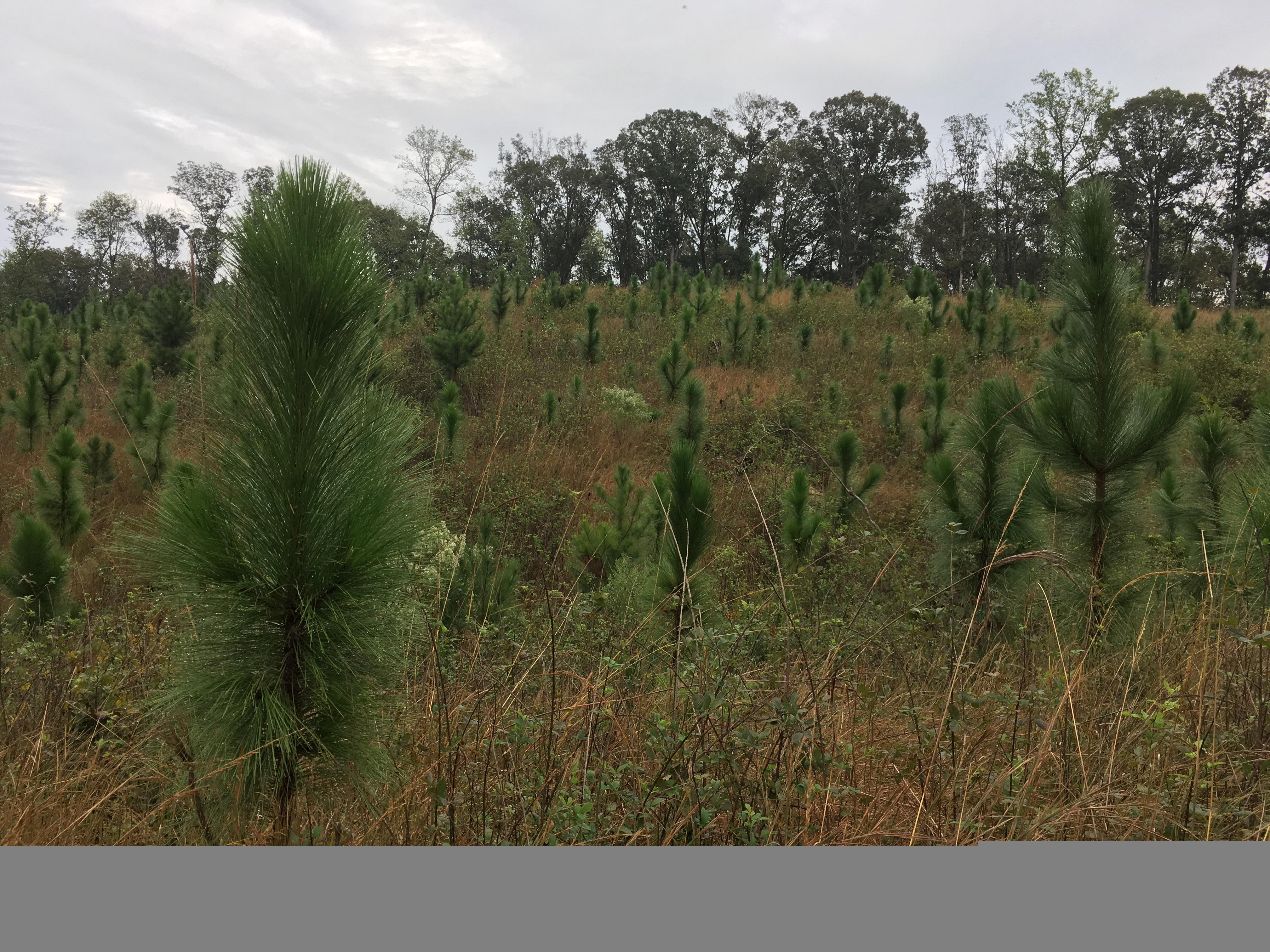 Bringing back the longleaf pine