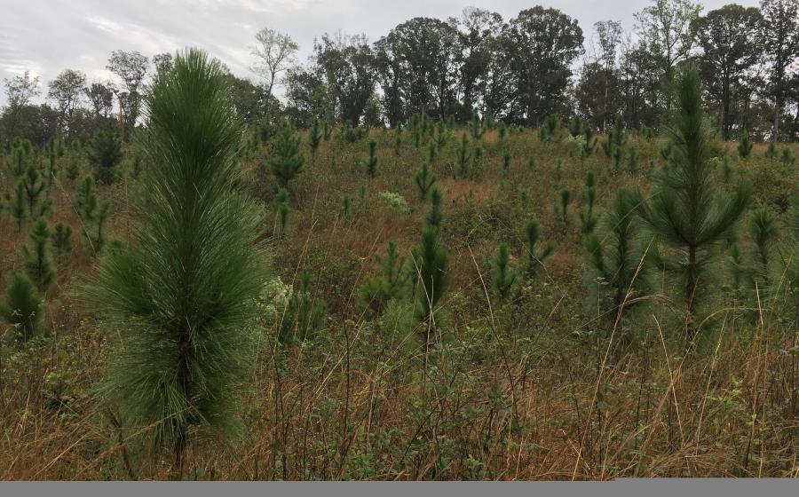 Bringing back the longleaf pine