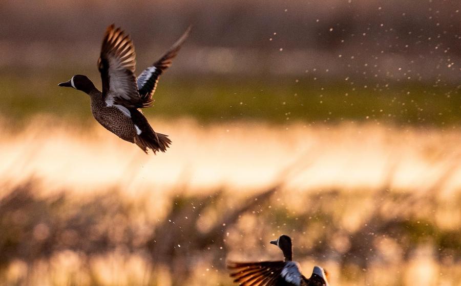 Duck, Duck, Goose! Restored Wetlands Thriving