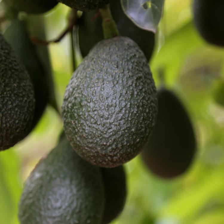 IT’S CALIFORNIA AVOCADO SEASON! HERE ARE FIVE THINGS YOU SHOULD KNOW