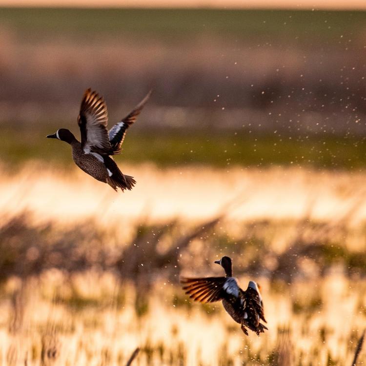 Duck, Duck, Goose! Restored Wetlands Thriving