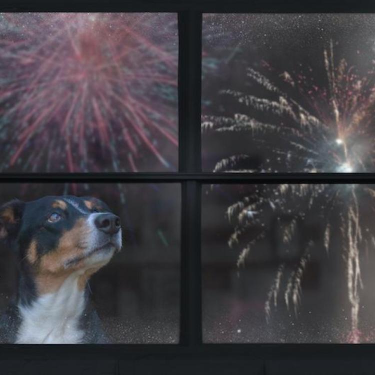 Fireworks Pet Safety: Helping Dogs and Cats Stay Calm This Summer