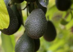 IT’S CALIFORNIA AVOCADO SEASON! HERE ARE FIVE THINGS YOU SHOULD KNOW