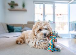 Hot New Pet Products for Your Furry Best Friend