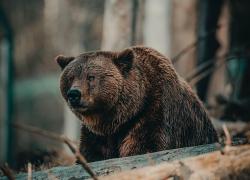 Alaskan Brown Bears at Risk Amid Hunting and Oil Drilling